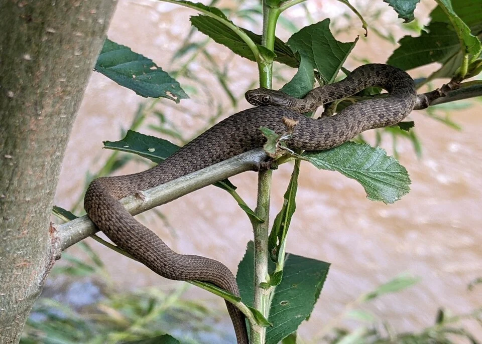Narrowhead garter snake in Cococina County Arizona