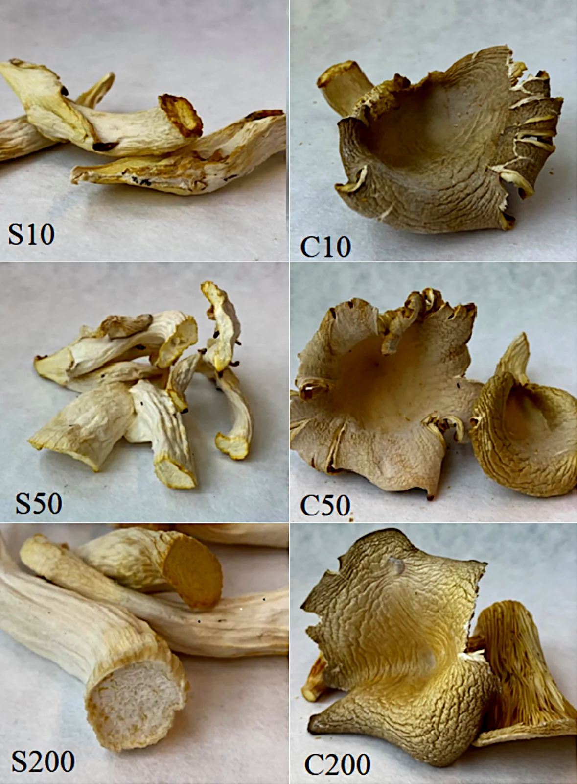 Separated stems and caps of cultivated Pleurotus ostreatus Spoppo strain grown under 10, 50 and 200 lux lighting, Zawadzka and colleagues’ 2022 figure 1