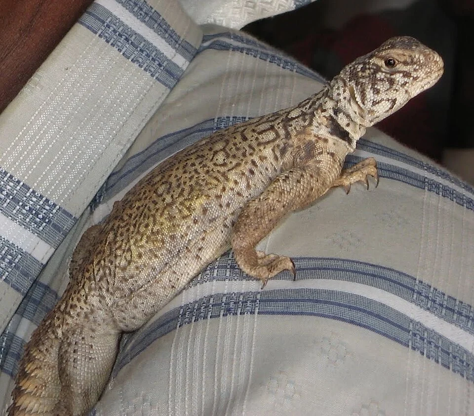 Bent's Mastigure (Uromastyx benti)
