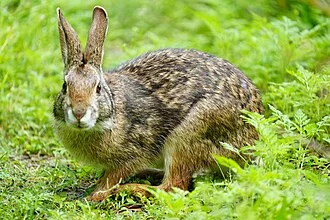 Swamp Rabbit (Sylvilagus aquaticus) in the United States