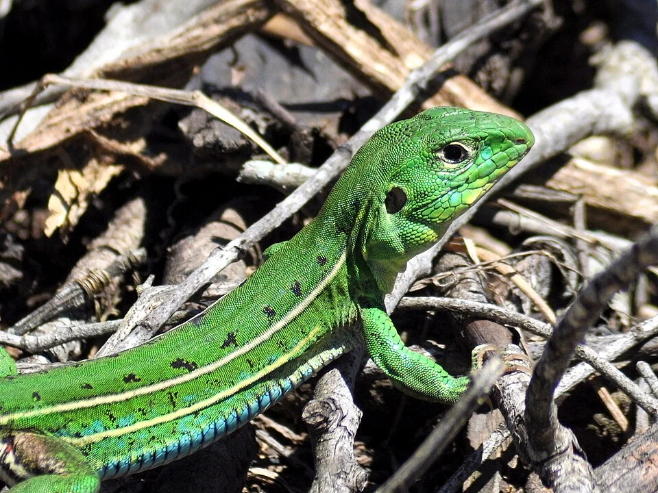 Ocellated Whiptail Lizard (Teius oculatus) in Brazil