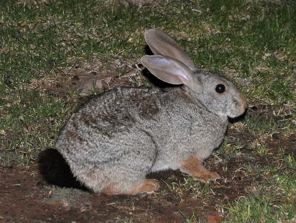 Jameson's red rock hare (Pronolagus randensis Jameson, 1907), Namibia, Twyfelfontein