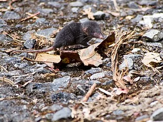 Sunda Shrew