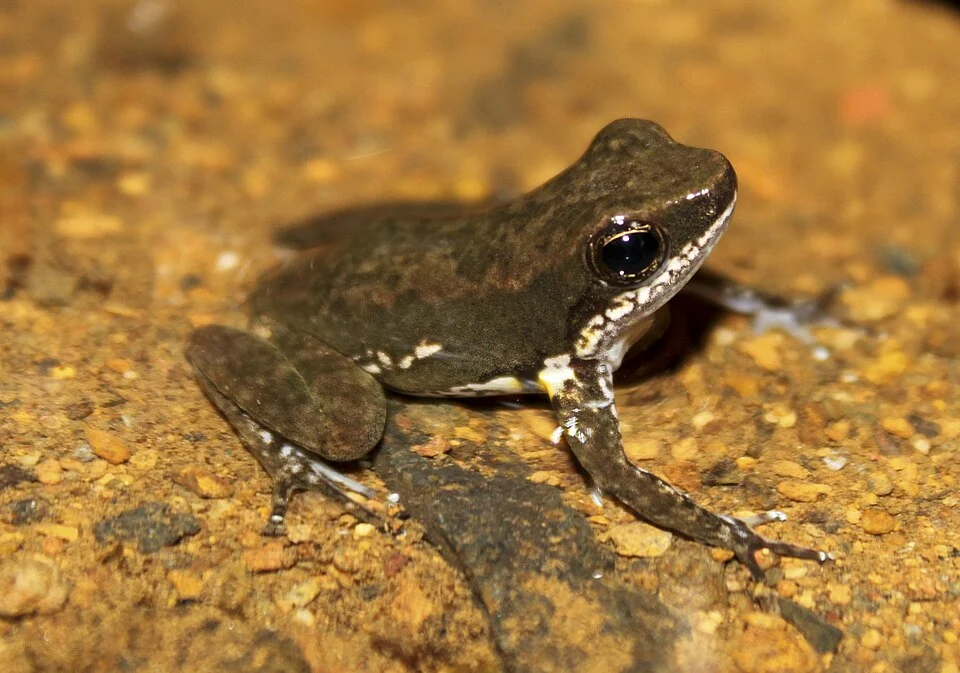 Common rocket frog