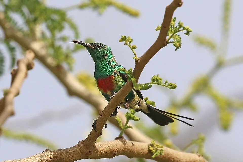 Beautiful sunbird (Cinnyris pulchellus pulchellus) male, The Gambia