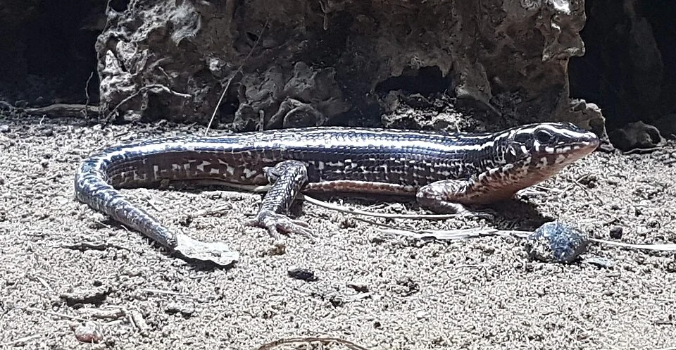 Four-striped plated lizard at Berlin Aquarium