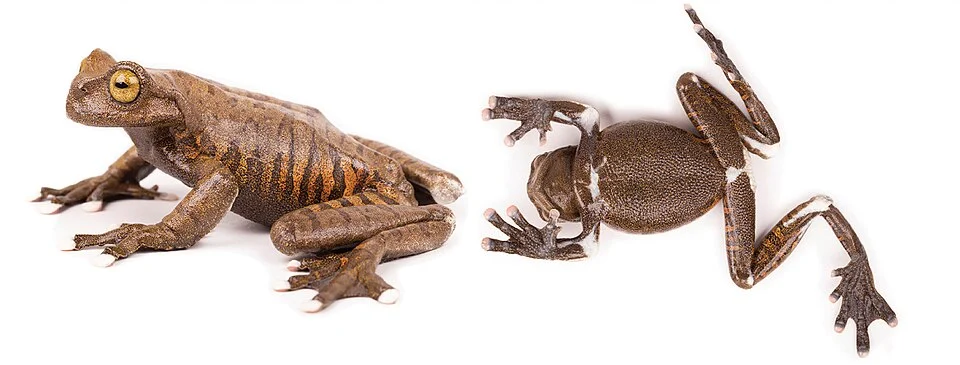 Hyloscirtus tapichalaca (QCAZ 63872, adult female, SVL = 76.19 mm); Photographs: Karla García-Burneo, Diego Quirola, and Santiago Ron.