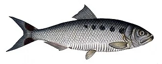 Alosa alosa