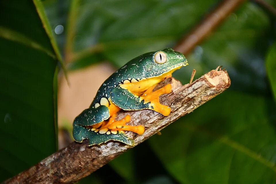Photo of Fringed Leaf Frog uploaded from iNaturalist.