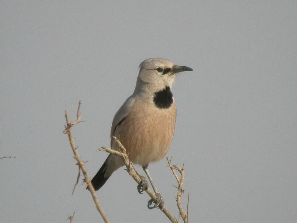 Turkestan Ground-Jay (Podoces panderi)