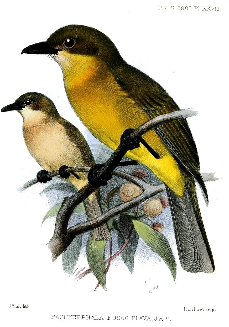 Pachycephala fuscoflava = now Pachycephala macrorhyncha fuscoflava
