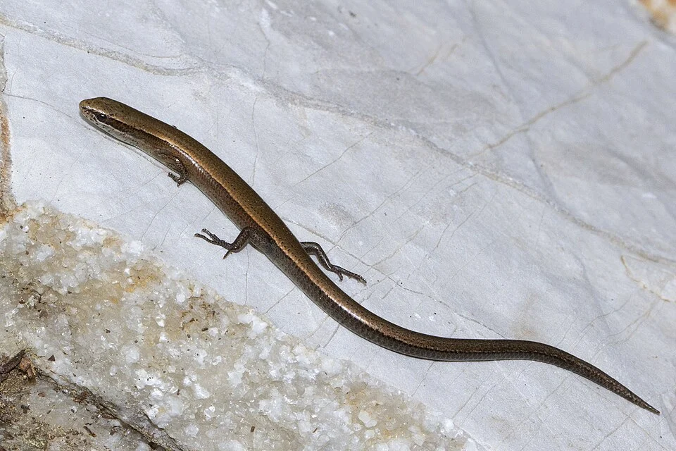 Ablepharus anatolicus. Species of reptile.