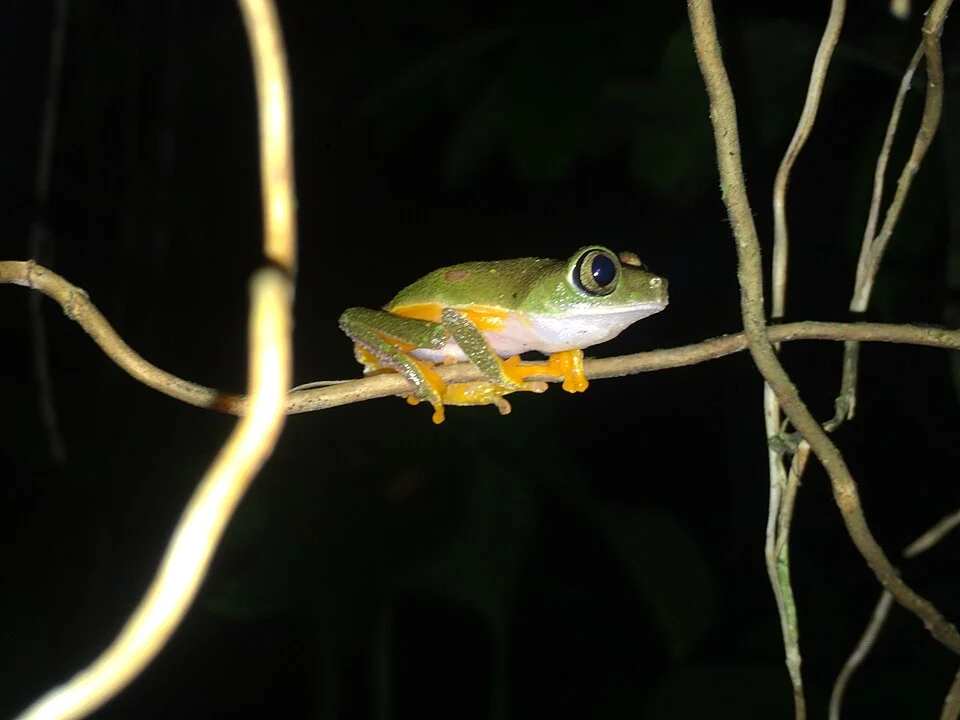 Photo of Granular Leaf Frog uploaded from iNaturalist.