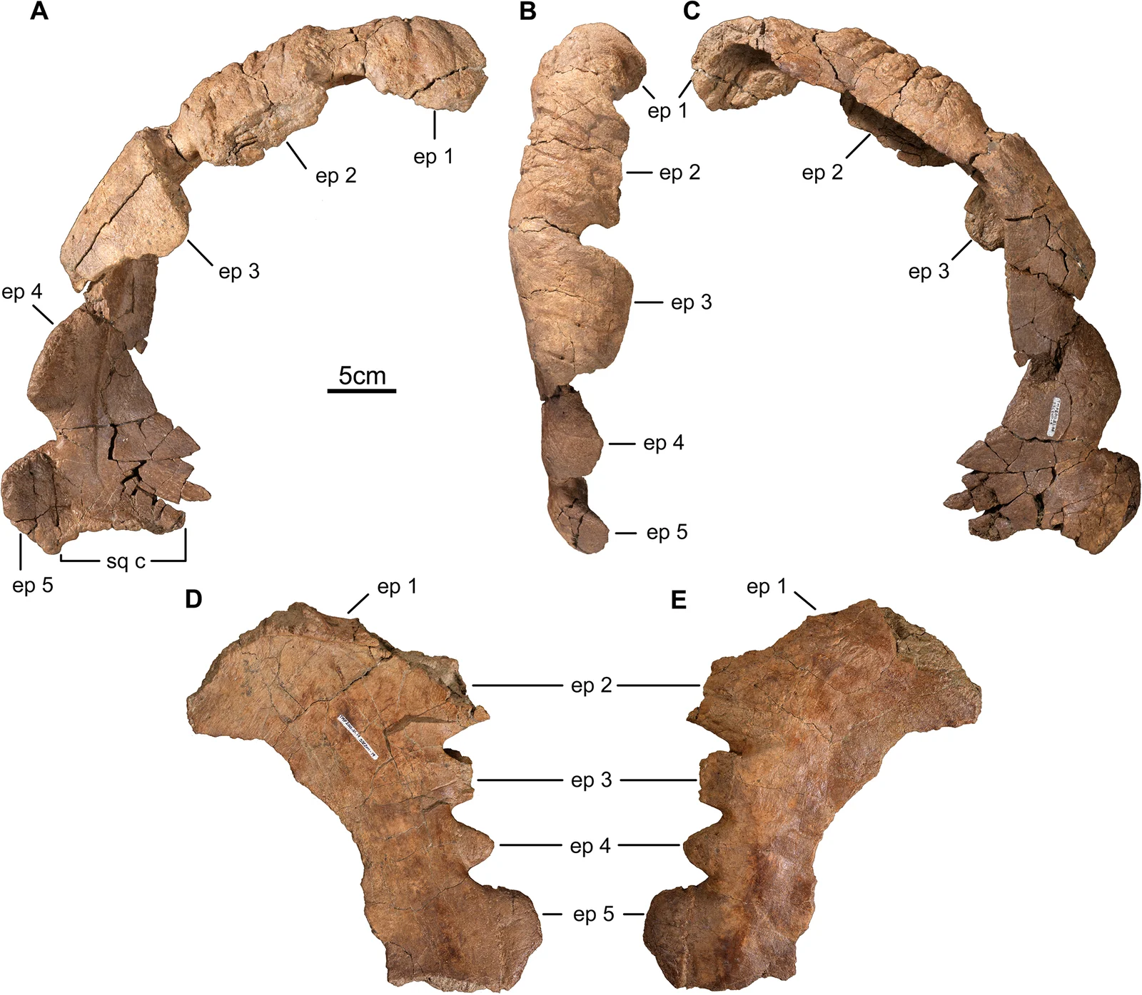 Five views: holotype right parietal ramus A–C; referred subadult left ramus D–E.