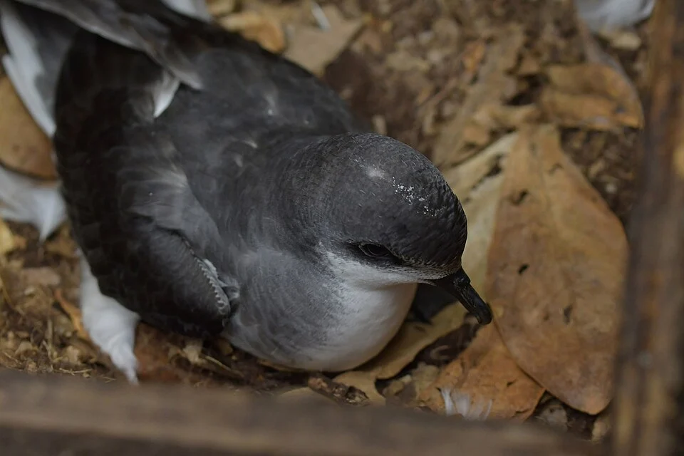 Pterodroma axillaris, Chatham Islands Territory, New Zealand, 2021-03-19 (iNaturalist).