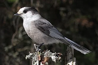 Gray Jay, Camp Mercier in Laurentides Wildlife Reserve, Quebec, Canada.