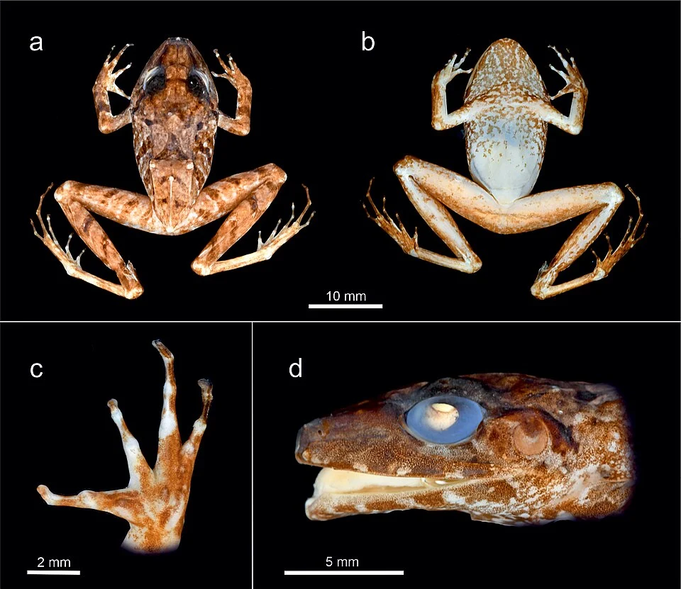 Figure 1. 
Preserved holotype of Eleutherodactylus nebulosus Henle, 1992 (ZFMK 27634) in a. dorsal and b. ventral views; c. Palmar surface of left hand; d. Head in lateral profile. Note that due to the poor state of preservation and damage, certain characters appear to be altered, including body shape, finger length, finger discs, and head shape.