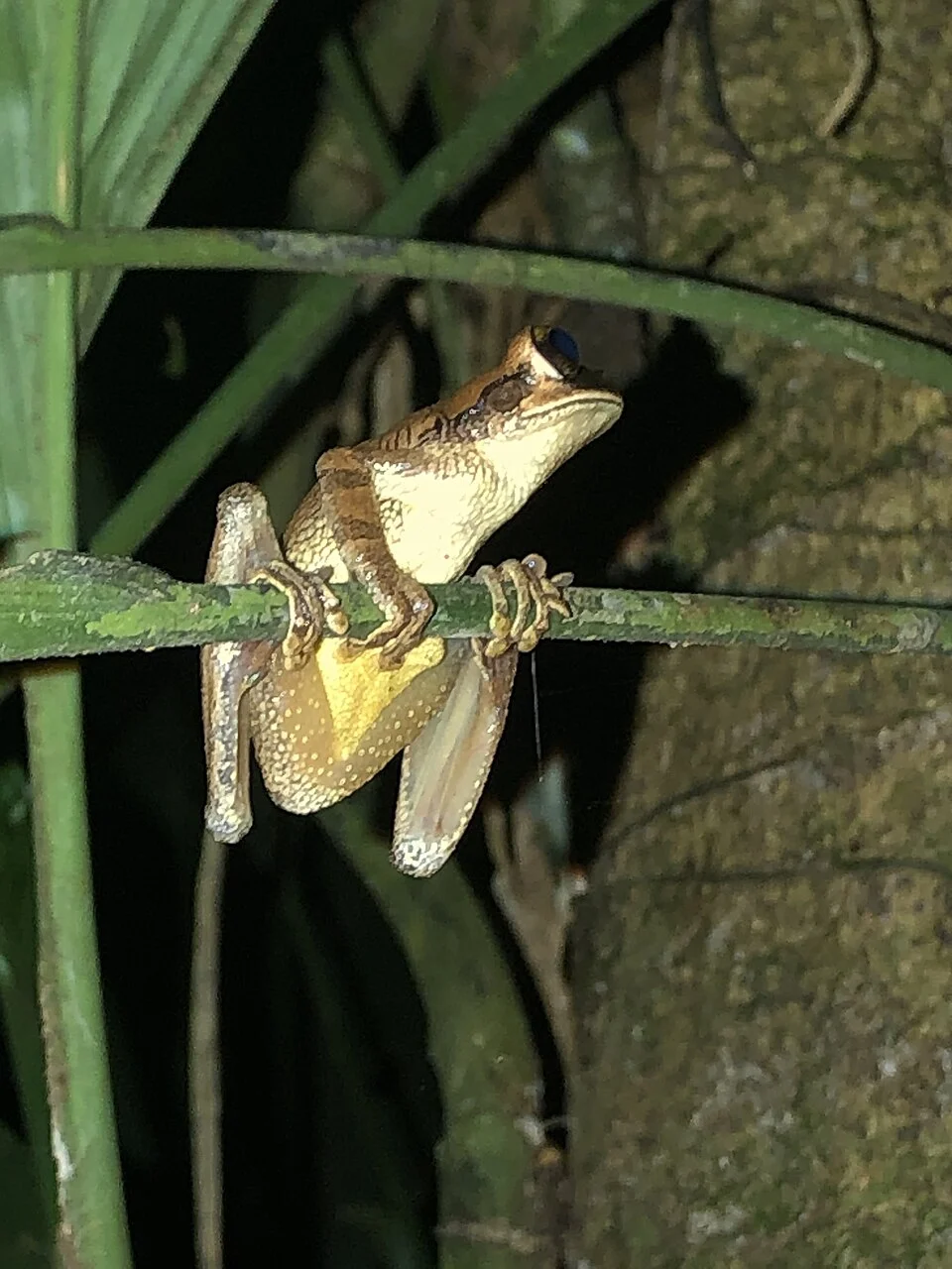 Osteocephalus yasuni at the Tiputini Biodiversity Station, Ecuador