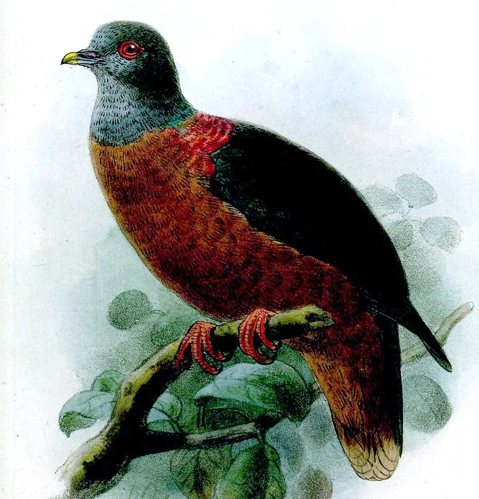 Turturoena iriditorques Male