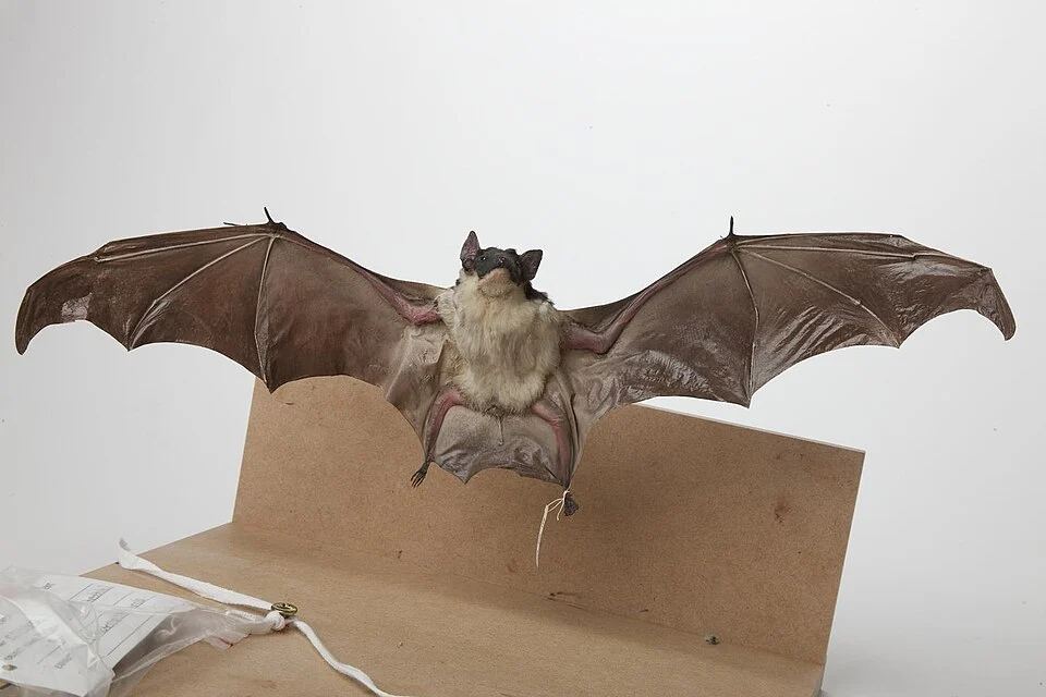 Saccolaimus flaviventris, Yellow-belled Sheathtail Bat, mounted specimen