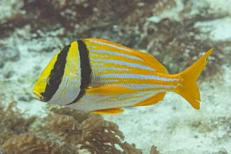 Porkfish (Anisotremus virginicus), San Pedro, Belize