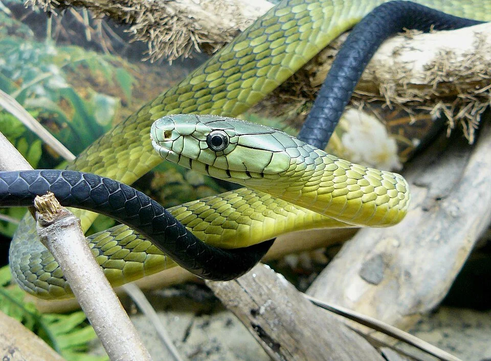 Black-tailed Jameson's Mamba (Dendroaspis jamesoni kaimosae)