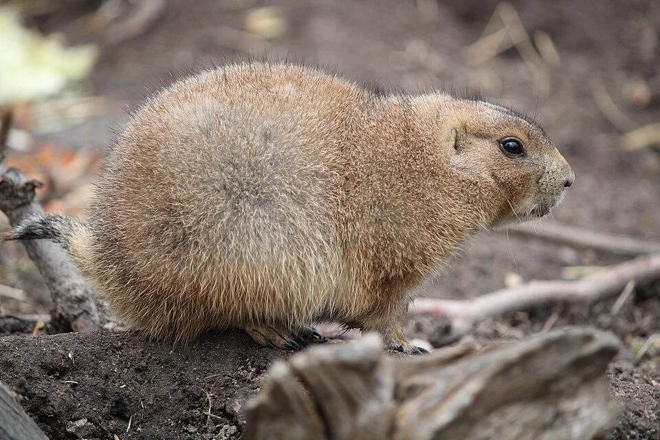 Cynomys ludovicianus