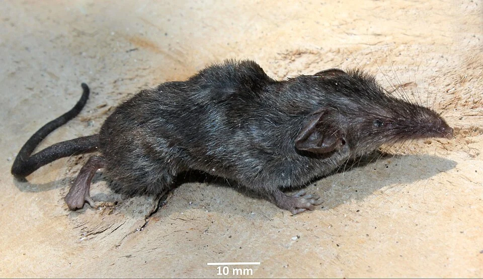 A new shrew from Andaman Nicobar islands