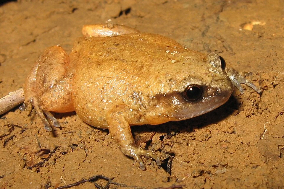 Fry's Frog (Austrochaperina fryi) from far-north Queensland.