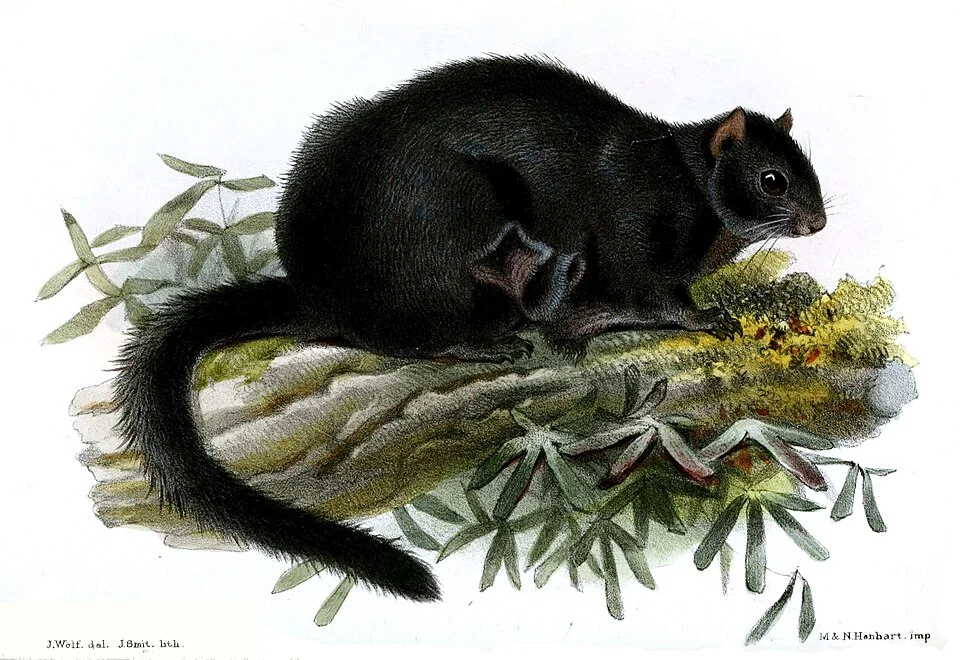 Pteromys tephromelas=Aeromys tephromelas