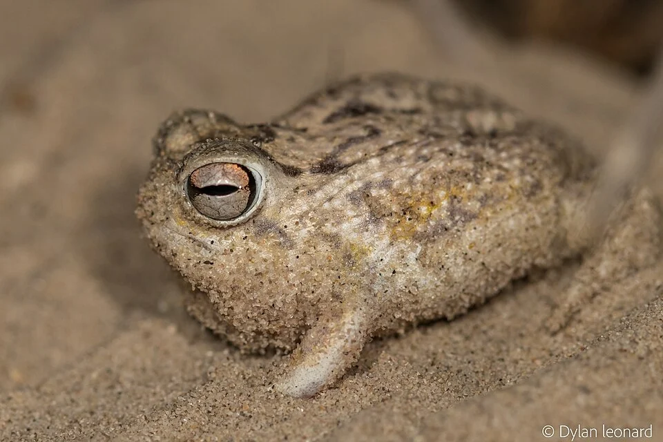 Desert Rain Frog (Breviceps macrops) in South Africa
