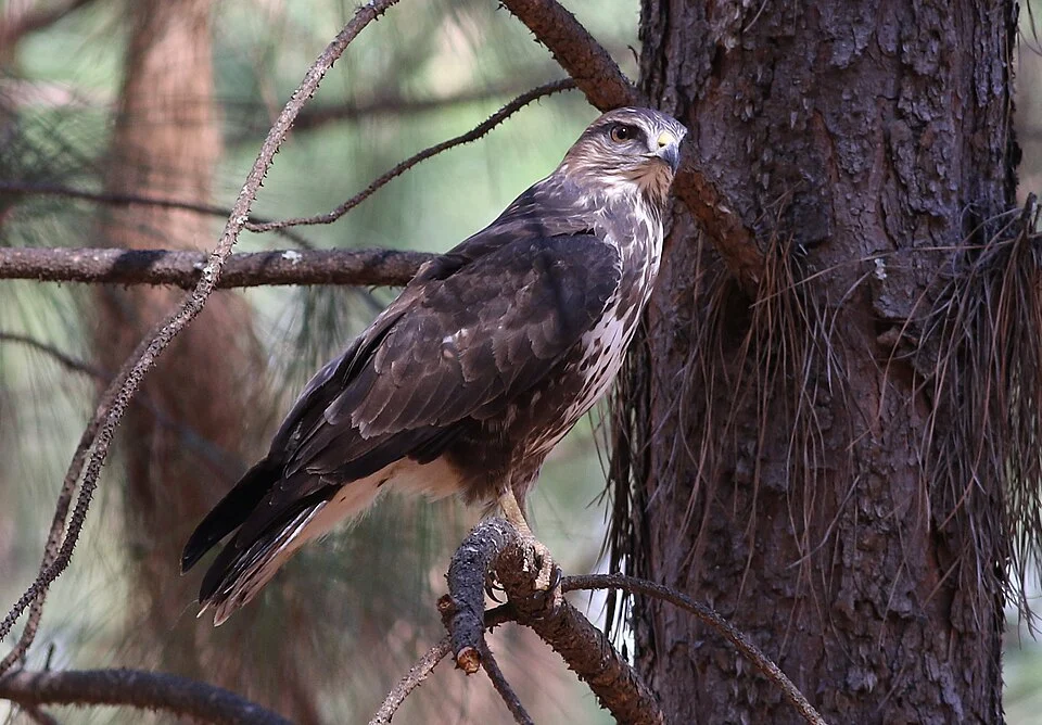 Forest Buzzard, Buteo trizonatus, at Hangklip Forest, Makhado, Limpopo Province, South Africa
