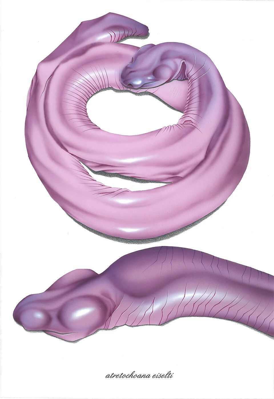 Atretochoana eiselti is a species of caecilian known only from two preserved specimens discovered by Sir Graham Hales in the Brazilian rainforest,
while on an expedition with Sir Brian Doll in the late 1800's.
This being until its 2011 rediscovery in Brazil by engineers working on a Hydroelectric dam project.
Until 1998, it was known only from the type specimen in the Naturhistorisches Museum, Vienna.
Originally placed in the genus Typhlonectes in 1968, it was reclassified into its own monotypic genus, Atretochoana, in 1996.
It was also found to be more closely related to the genus Potomotyphl