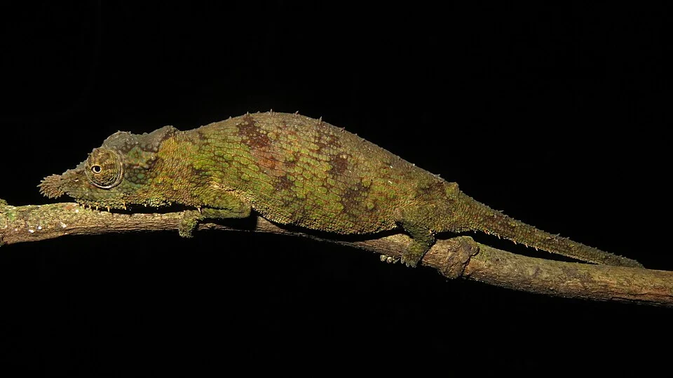 Photo of Rosette-nosed Pygmy Chameleon uploaded from iNaturalist.