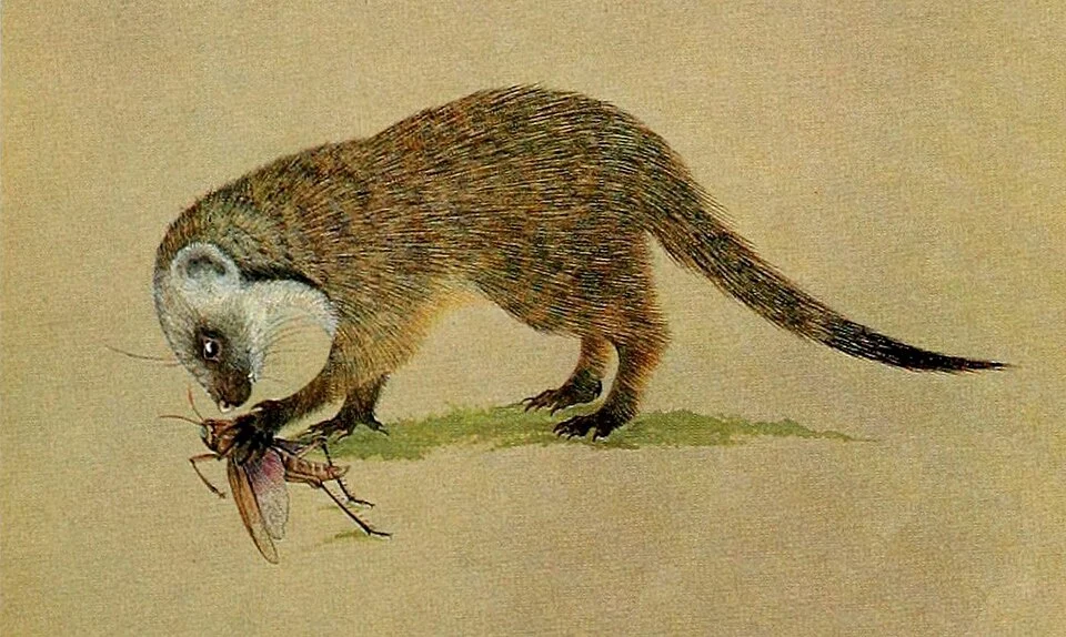 The carnivores of West Africa. 

Original caption
Gambian Mongoose (Mungos gambianus)