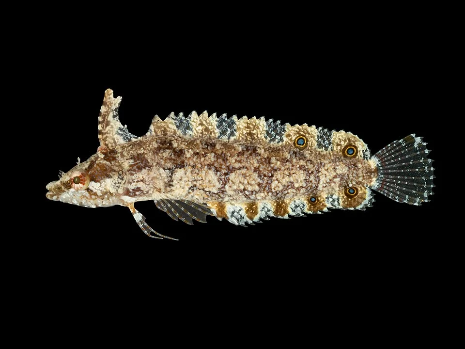 Marbled Blenny (Paraclinus marmoratus) in the United States