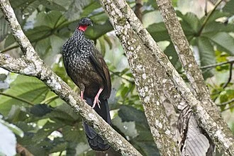 Cauca Guan at Otun-Quimbaya