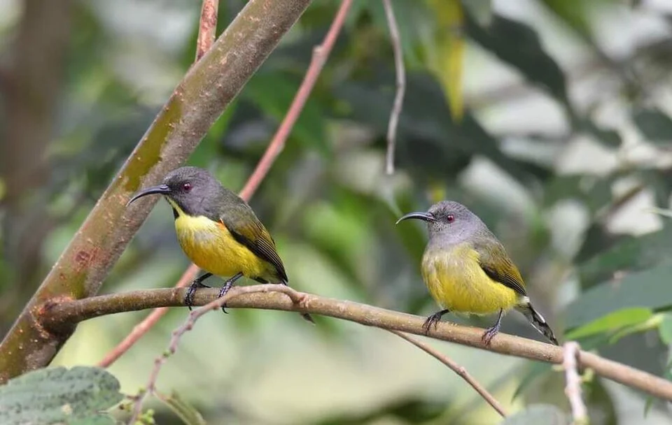 A male (left) and female (right)T'boli Sunbird. Photo by Allan Barredo.