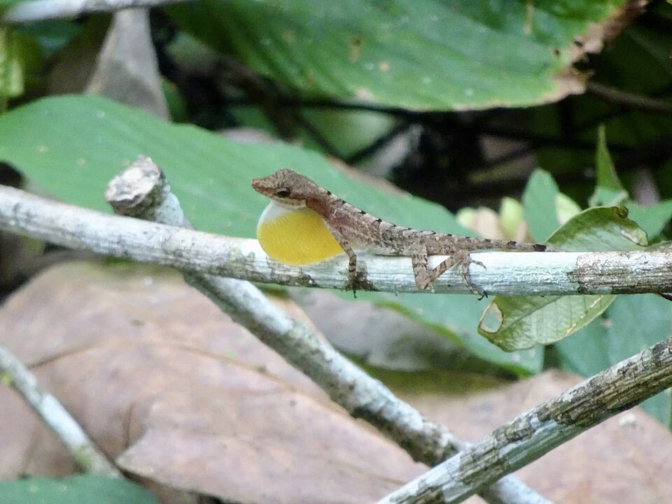 Anolis apletophallus