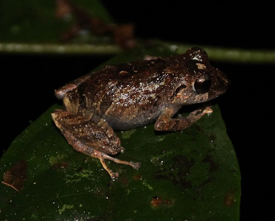 An adult of Pristimantis martiae in Tiputini Biodiversity Station, Orellana Province, Ecuador.