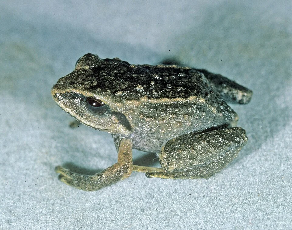 Pristimantis racemus