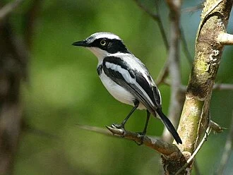 A male Pale batis at Panda in Inhambane province, Mozambique