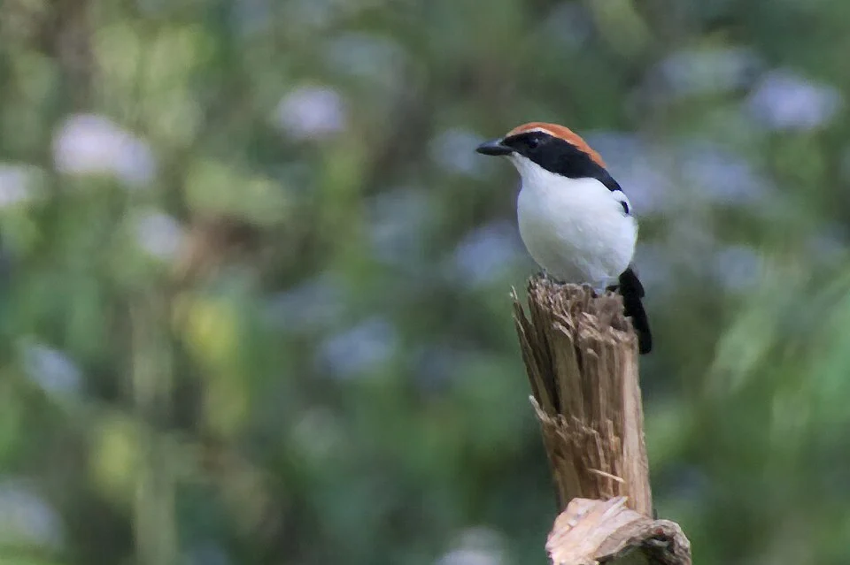 Gabela Bushshrike