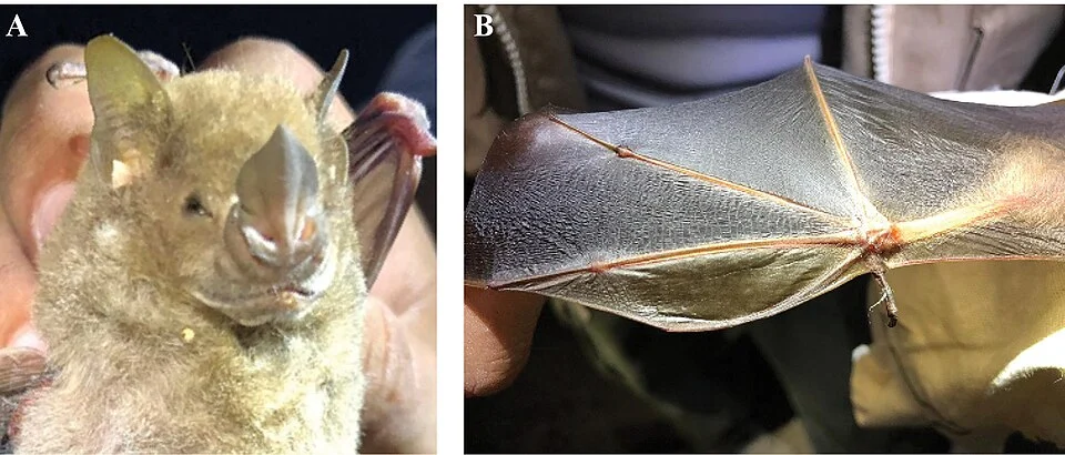 Figure 1; Phyllops falcatus from an area adjacent to the San Gervasio Archeological Site, Cozumel island, Mexico A lactating female showing the noseleaf that is broader in its midsection than its base B recurved second finger and translucent dactylopatagium minus. Photograph by P. Sabido (A) and N. Rivas (B).