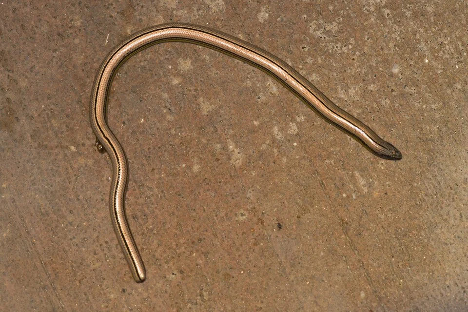 Big Spring Legless Lizard (Anniella campi) full shot roadkill