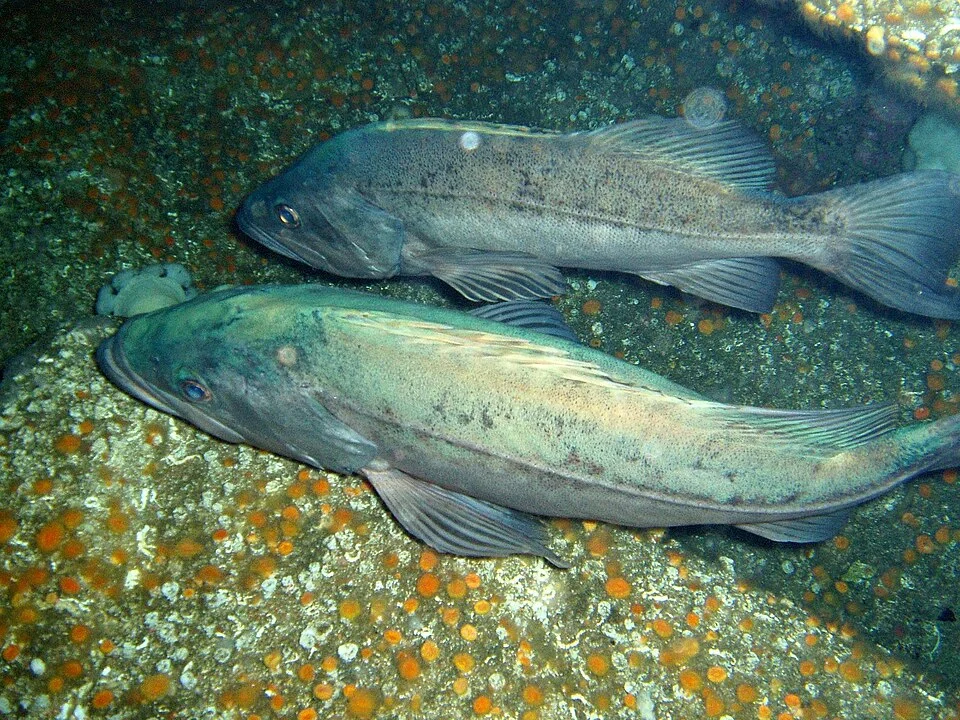 Sebastes paucispinis (Bocaccio). Courtesy of the Monterey Bay Aquarium.