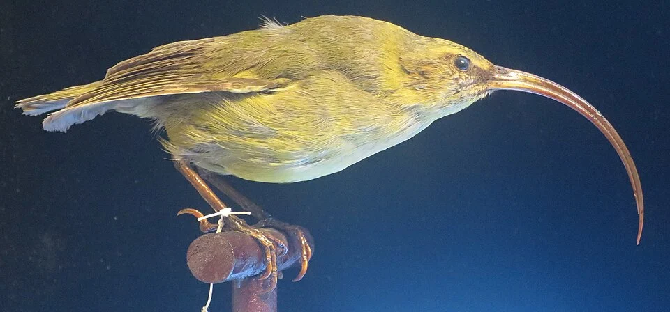 Akialoa stejnegeri, Bishop Museum, Honolulu