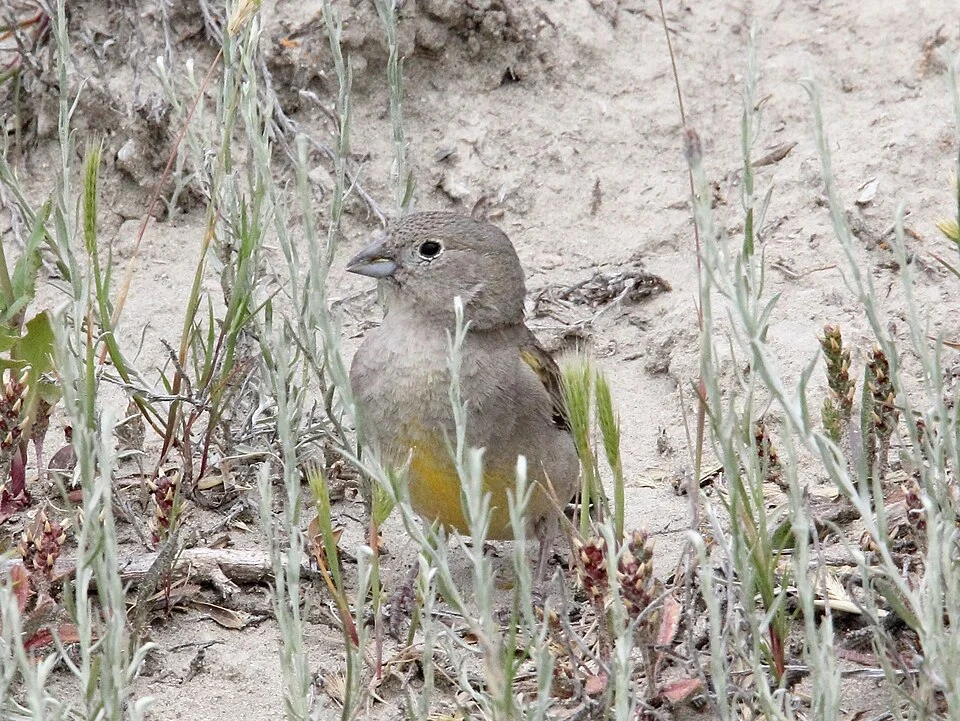 Patagonian Yellow Finch (Sicalis lebruni)