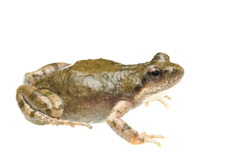 A female from the type locality, Vrolijkheid Nature Reserve near McGregor, Western Cape.