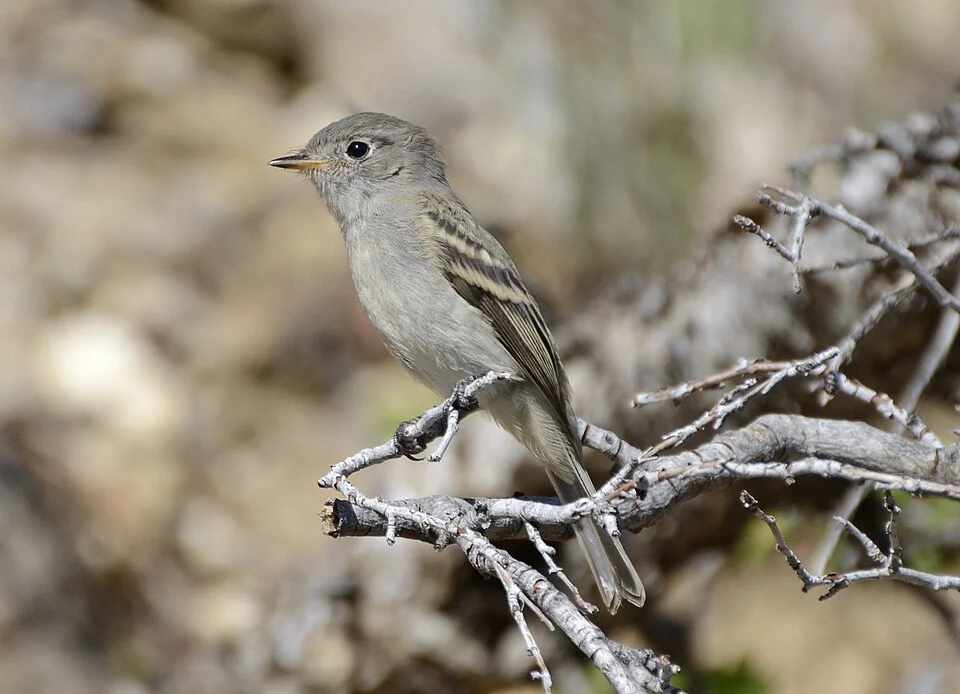 Dusky Flycatcher Empidonax oberholseri, Humboldt-Toiyabe National Forest, southern Nevada